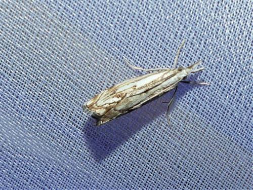 Réf. 315 816 : Catoptria falsella